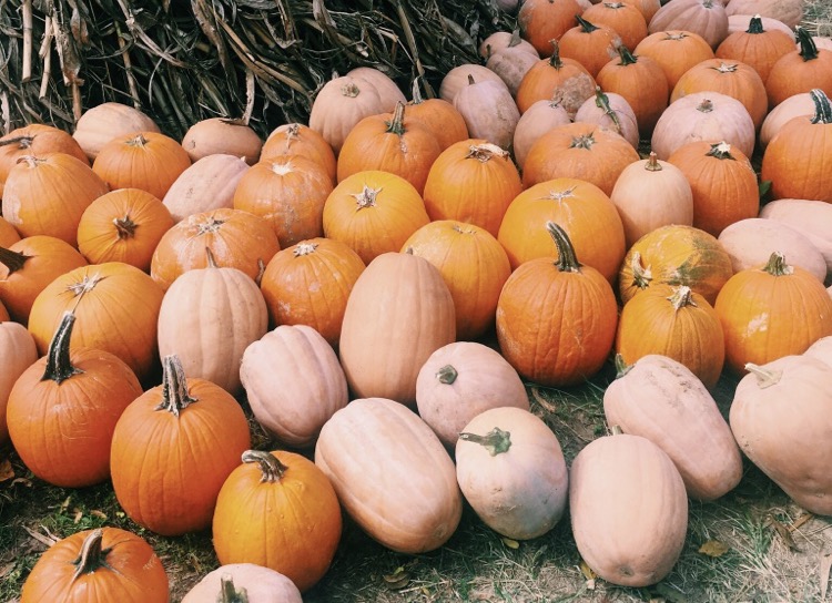 Project Unify will travel to Shady Lane Pumpkin Patch next week to get into the fall spirit.