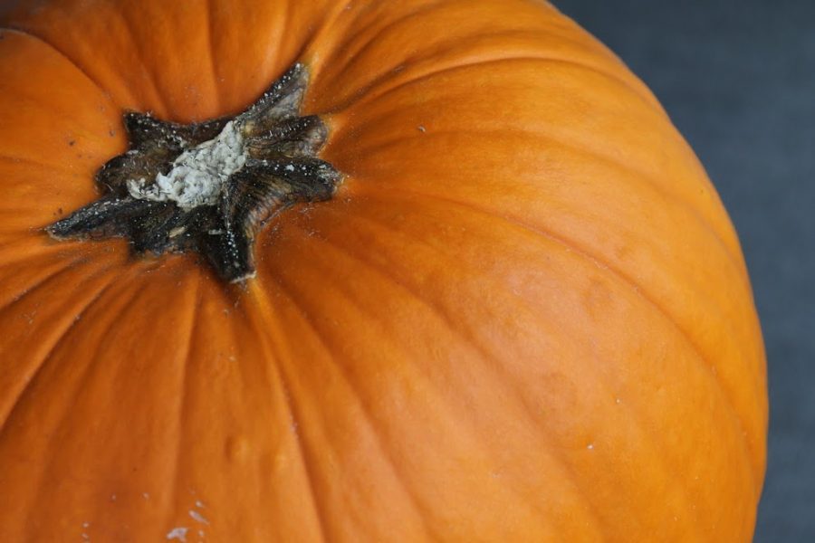 Pumpkins are a staple in many households in the fall. 