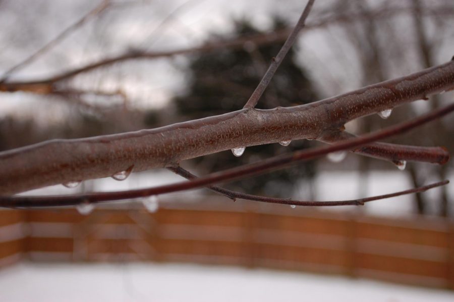 Tree frozen over after below freezing temperatures.