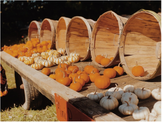 Pumpkins on display at Shady Lane Farms. Every year, the pumpkin patch includes a variety of pumpkin shapes and sizes. 