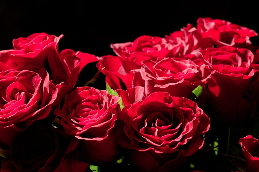 Red roses have continually been used in The Bachelor and The Bachelorette to help select and signify who the contestant wants to spend the rest of their life with. 