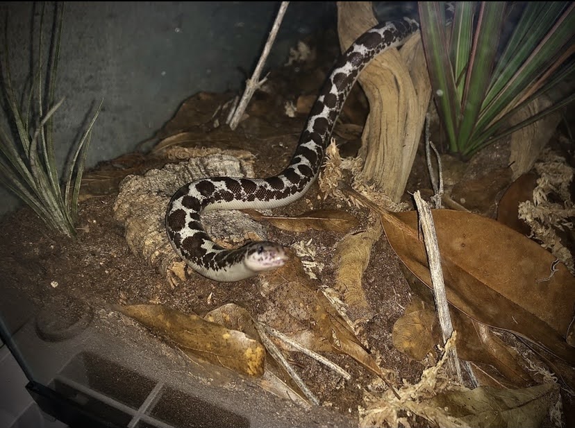 This is a picture of Brandon Mudd's Kenyan Sand Boa. 