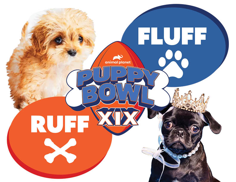 Team Ruffs Sweetpea (left) is pictured against Team Fluffs Francine (right).